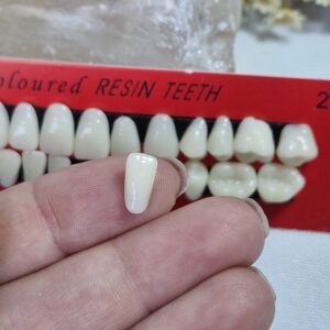 Dentes em resina realista